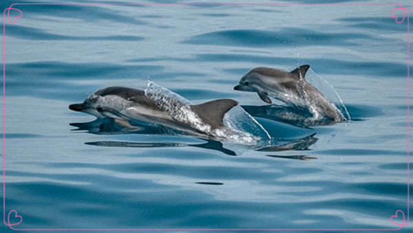 1626055253696179.jpg 3.jpg